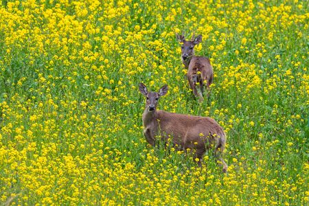 White-tailed Deer - Odocoileus virginianus, common wild ungulate from Andean mountains, Antisana, Ecuador.の写真素材