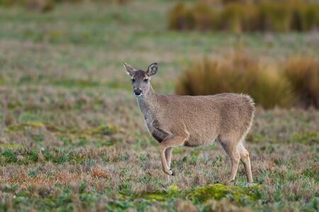 White-tailed Deer - Odocoileus virginianus, common wild ungulate from Andean mountains, Antisana,...