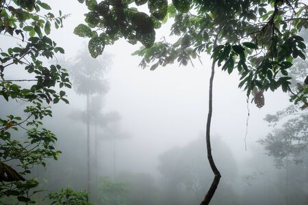 Cloud forest â€“ Amagusa, fogy view inside the tropical forest in Amagusa, South America...