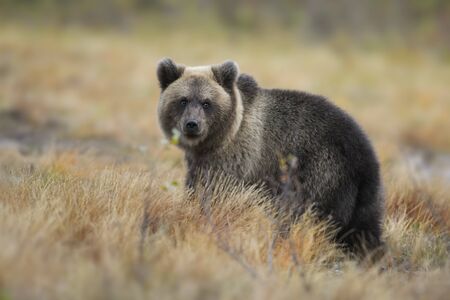 Brown Bear - Ursus arctos in typical nordic European forest, Finland, Europe