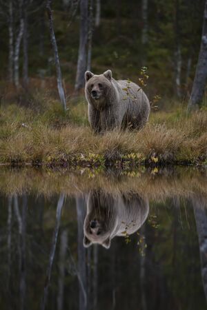 Brown Bear - Ursus arctos in typical nordic European forest, Finland, Europeの写真素材