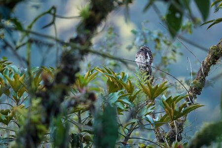 Andean Potoo - Nyctibius maculosus, rare special bird sitting on the top of tree in Andeans slopes,...