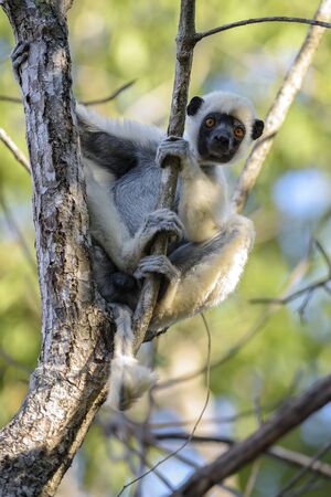 Van Der Decken's Sifaka - Propithecus deckenii, dry forest Madagascar west coast, Tsingy, Cute...