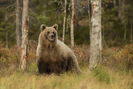 Brown Bear - Ursus arctos in typical nordic European forest, Finland, Europe