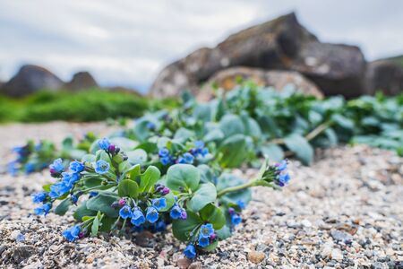 Oysterplant - Mertensia maritima, beautiful rare blue flower from Atlantic islands, Runde, Norway.の写真素材