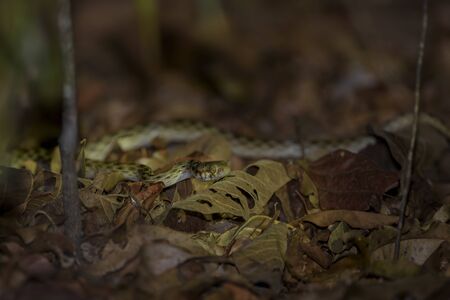 Madagascarophis colubrinus - beautiful little nocturnal endemic snake from Madagascar dry forest in...