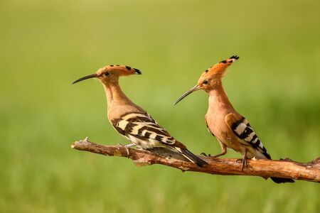 Eurasian Hoopoe - Upupa epops, beautiful orange bird from European forests and meadows, Hortobagy, Hungary.の写真素材