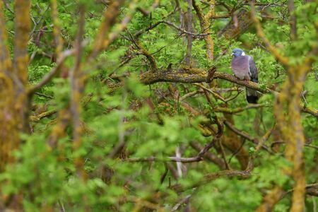 Woodpigeon - Columba palumbus, beautiful colorful pigeon from European forests, Hortobagy Natinal Park, Hungary.の写真素材