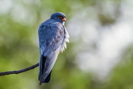 Red-footed Kestrel - Falco vespertinus, beautiful Kestrel from South European forests and woodlands,...