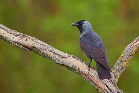 Eurasian Jackdaw - Corvus monedula, beautiful perching bird from Euroasian forests and woodlands,...
