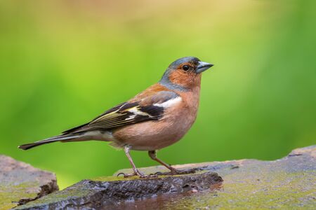Common Chaffinch - Fringilla coelebs, beautiful colored perching bird from Old World forests, Hortobagy, Hungary.の写真素材