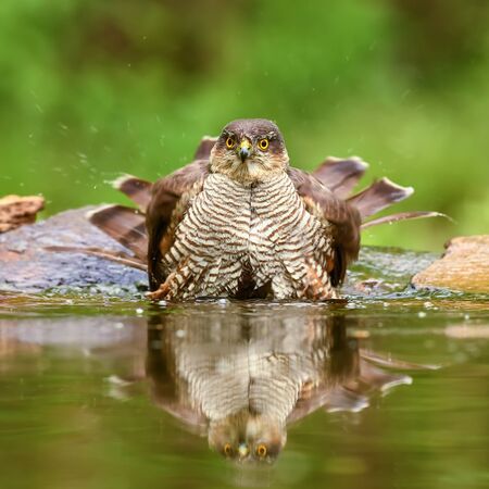 Eurasian Sparrowhawk - Accipiter nisus, beautiful bird of prey form Euroasian forests and woodlands, Hortobagy, Hungary.の写真素材
