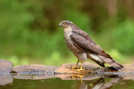 Eurasian Sparrowhawk - Accipiter nisus, beautiful bird of prey form Euroasian forests and woodlands, Hortobagy, Hungary.の写真素材