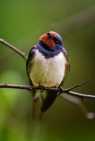 Barn Swallow -Hirundo rustica, beautiful popular perching bird from Europe, Hortobagy, Hungary.