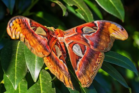 Atlas Moth - Attacus atlas, beautiful large iconic moth from Asian forests and woodlands, Borneo, Indonesia.の写真素材