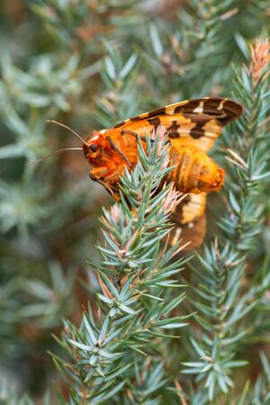Garden Tiger moth - Arctia caja, beautiful colored moth from European forests and woodlands, Zlin, Czech Republic.の写真素材