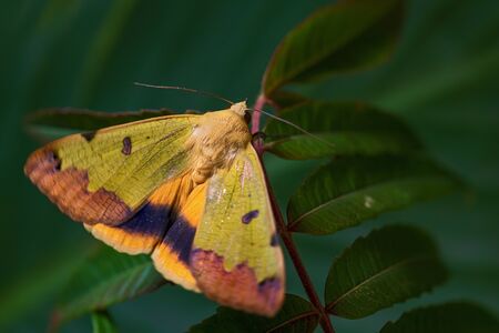 Green Drab moth -Ophiusa tirhaca, beautiful small green moth from European forests and woodlands,...