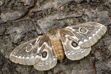 Zig-Zag Emperor Silkmoth - Gonimbrasia tyrrhea, beautiful large moth from African forests and bushes, Tanzania.の写真素材