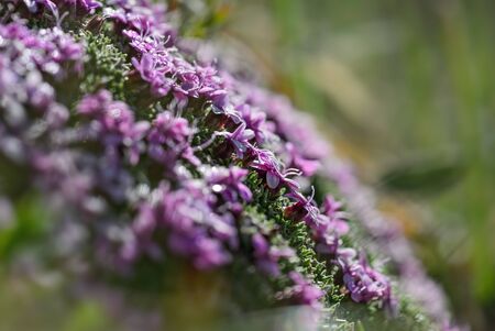 Alpine rock-jasmine - Androsace alpina, beautiful small pink flower endemic to Alps, Austria.の写真素材