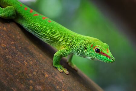 Madagascar Day Gecko - Phelsuma madagascariensis, Madagascar forest, Cute endemic Madagascar lizard.の写真素材