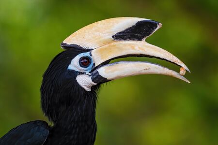 Oriental Pied-hornbill - Anthracoceros albirostris, small beautiful hornbill from Southeast Asian forests and woodlands, Pangkor island, Malaysia.の写真素材