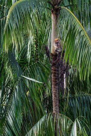 Long-tailed Macaque - Macaca fascicularis, common monkey from Southeast Asia forests, woodlands and gardens, Pangkor island, Malaysia.の写真素材