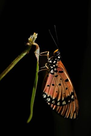 Tawny Coster - Acraea terpsicore, beautiful colored large brushfoot butterfly from Eastern Asian forests and bushes, Malaysia.の写真素材