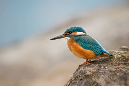 Common Kingfisher - Alcedo atthis, beautiful small blue bird from rivers and lakes, sitting on the rock near the water, Switzerland.の写真素材