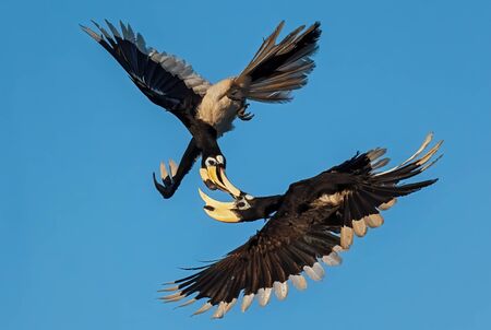 Oriental Pied-hornbill - Anthracoceros albirostris, small beautiful hornbill from Southeast Asian...
