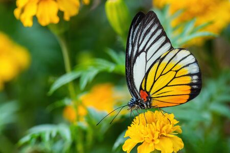 Redspot Sawtooth - Prioneris philonome, beautiful colored butterfly from Asian meadows nad...