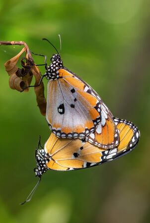Plain Tiger - Danaus chrysippus, beautiful small orange and white butterfly from Southeast Asian meadows and woodlands, Malaysia.の写真素材