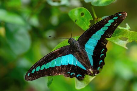 Blue Triangle butterfly - Graphium sarpedon, beautiful large black and blue butterfly from Southeast Asian meadows and woodlands, Malaysia.の写真素材
