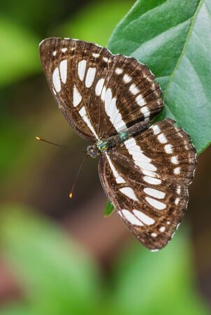 Common Sailor - Neptis hylas, beautiful small brown and white butterfly from Southeast Asian meadows and woodlands, Malaysia.の写真素材