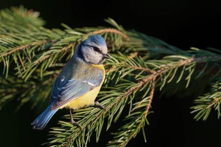 Blue Tit - Parus caeruleus, beautiful colored perching bird from European forests and gardens, Czech Republic.の写真素材