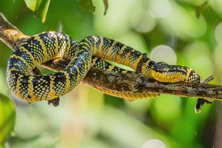 Wagler's pit viper - Tropidolaemus wagleri, beautiful colored viper from Southeast Asian forests and...