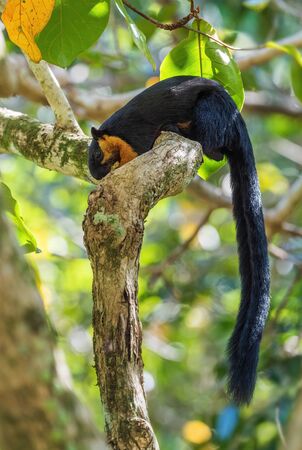 Black Giant Squirrel - Ratufa bicolor, beautiful large squirrel from Southeast Asian forests and woodlands, Penang, Malaysia.の写真素材