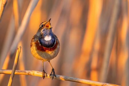 Bluethroat - Cyanecula svecica, beautiful colored shy perching bird from European reeds and fresh water shores, Morava river, Czech Republic.の写真素材