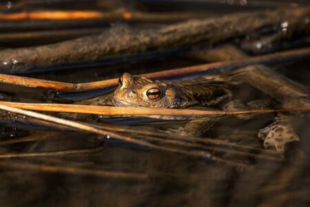 Common European Toad - Bufo bufo, large frog from European rivers and lakes, Zlin, Czech Republic.の写真素材