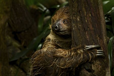 Southern Two-toed Sloth - Choloepus didactylus, beautiful shy slow mammal from South American forests, Brazil.の写真素材