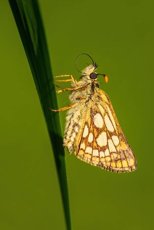 Chequered Skipper - Carterocephalus palaemon, small brown yellow dotted butterfly from European meadows, Zlin, Czech Republic.の写真素材