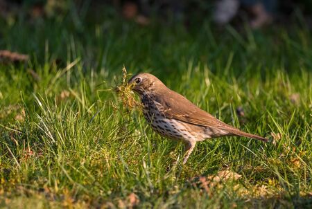 Song Thrush - Turdus philomelos, inconspicuous song bird from European forests and woodlands, Zlin, Czech Republic.の写真素材