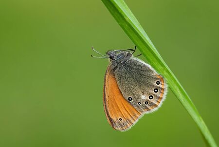 Chestnut Heath - Coenonympha glycerion, small hidden butterfly from European grasslands and meadows, Zlin, Czech Republic.の写真素材