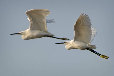 Little Egret - Egretta garzetta, beautiful white little egret from Euroasian fresh waters, Pag...