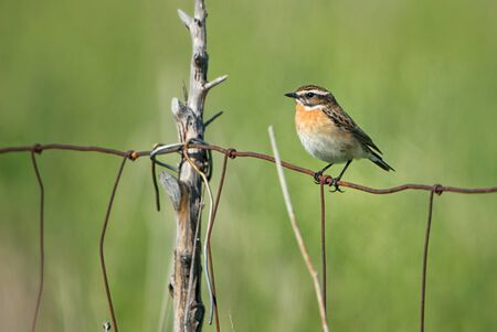 Whinchat - Saxicola rubetra, beautiful colored perching bird from European meadows and grasslands, Pag island, Croatia.の写真素材