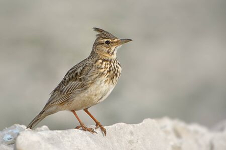 Crested Lark - Galerida cristata, perching bird from European meadows and grasslands, Pag island, Croatia.の写真素材