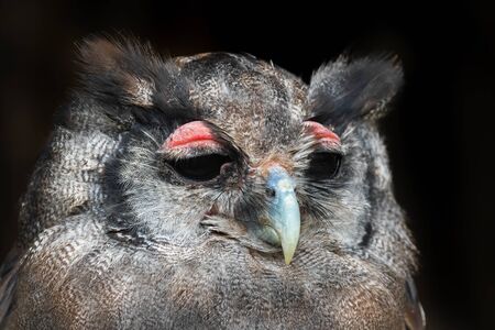 Verreaux's Eagle Owl - Bubo lacteus, portrait of beautiful large owl from African forests and woodlands, Kenya.の写真素材