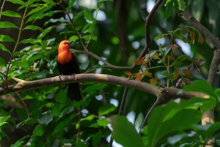 Scarlet-headed Blackbird - Amblyramphus holosericeus, portrait of beautiful perching bird from South American wetlands, Brazil.の写真素材