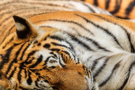 Siberian Tiger - Panthera tigris, beautiful large cat from Asian forests and woodlands, Russia.