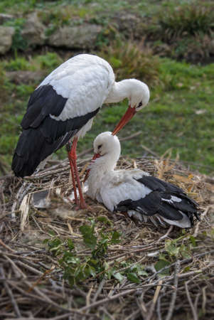 White Stork - Ciconia ciconia, beautiful large popular bird from Europeand grasslands and meadows,...