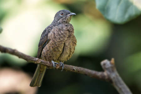 Cotinga cayana perching bird canopy of the Amazon Rainforest in South America, Brazil.の写真素材